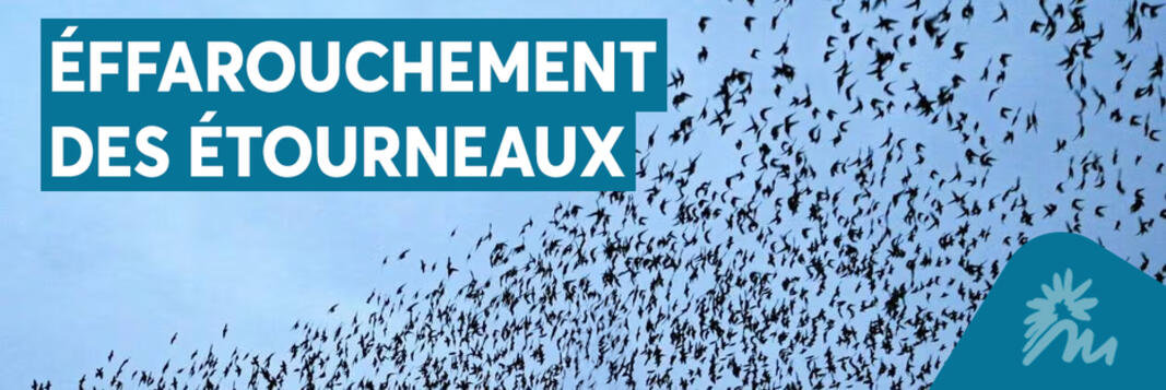 Effarouchement des étourneaux : du 14 au 16 octobre